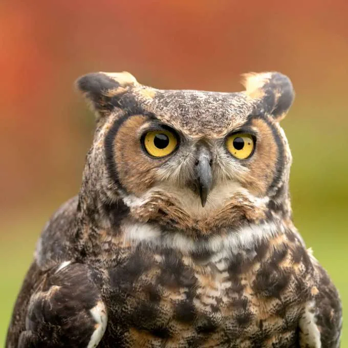 Portrait d’une chouette, évocation de la faune riveraine.