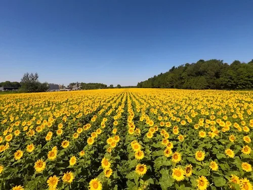 Champ de tournesols sous un ciel d’été, dans la région de Saint-Ours.